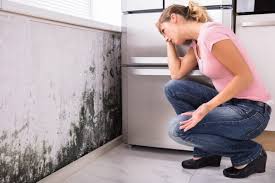 Why You Should Choose Our Mold Remediation Services in Murphy, MO